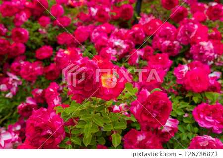 一朵紅玫瑰 126786871