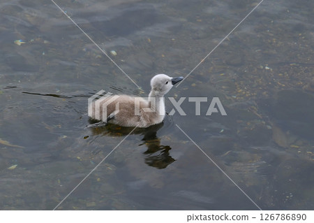 天鵝的父母和孩子 126786890