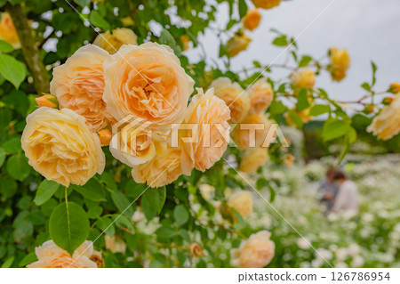 黃玫瑰 126786954