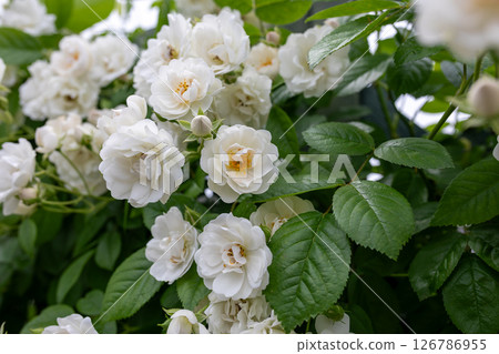 白玫瑰 126786955