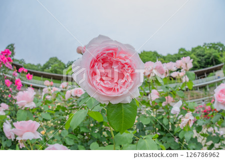 Rose scenery Rose scenery 126786962