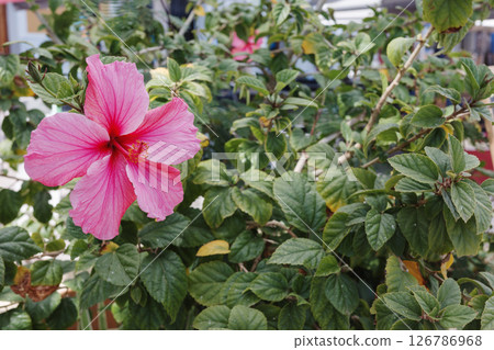 Close-up of blooming pink hibiscus flower with lush green leaves in background with copy space. Concept of tropical flora, botanical beauty, summer flowering plants and natural elegance. Close-up of blooming pink hibiscus flower with lush green leaves in background with copy space. Concept of tropical flora, botanical beauty, summer flowering plants and natural elegance. 126786968