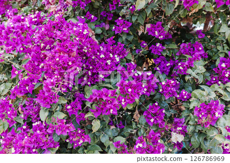 Blooming bougainvillea plant covered with vivid magenta bracts and green leaves in natural light. Concept of vibrant flora, summer bloom, tropical gardening and Mediterranean ornamental plants. Blooming bougainvillea plant covered with vivid magenta bracts and green leaves in natural light. Concept of vibrant flora, summer bloom, tropical gardening and Mediterranean ornamental plants. 126786969