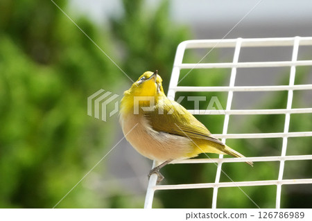 White-eye White-eye 126786989