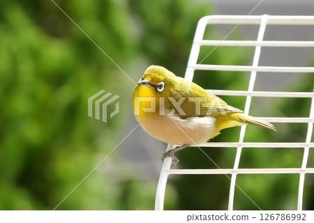 White-eye 126786992