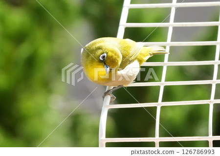 White-eye 126786993