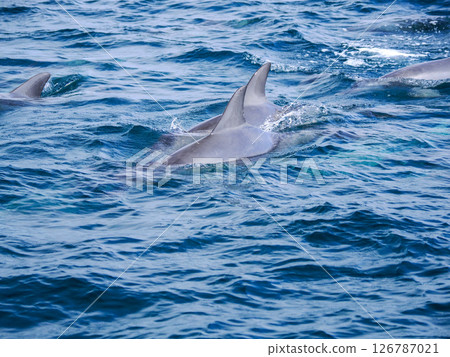 天草的寬吻海豚風景 126787021