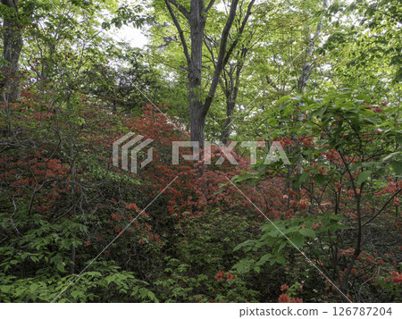 Azalea Forest 126787204