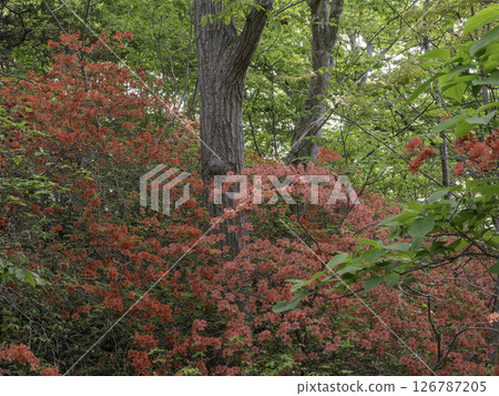 Azalea Forest Azalea Forest 126787205