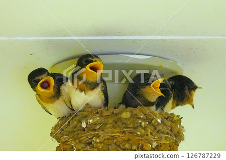 Swallow parenting 126787229