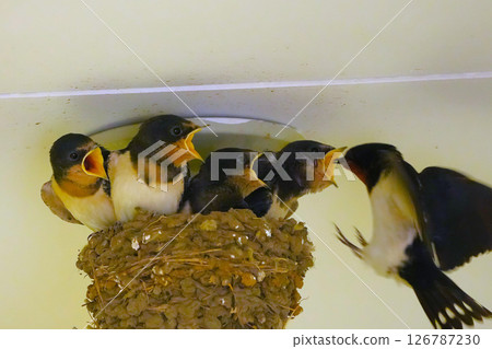 燕子養育 126787230