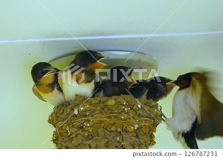 燕子養育 126787231
