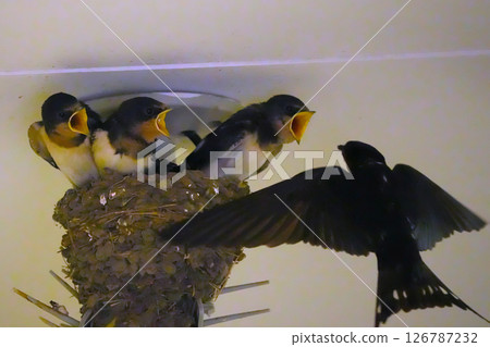 Swallow parenting 126787232