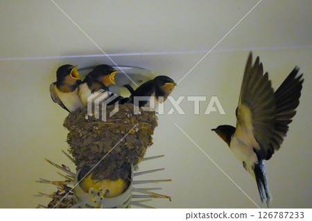 燕子養育 126787233