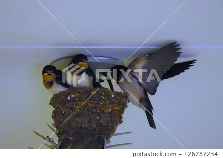 Swallow parenting Swallow parenting 126787234