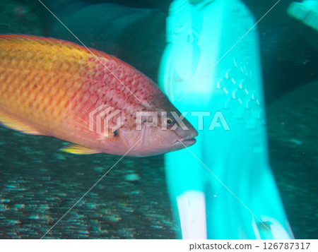 一隻紅瀨魚從潛水員身後遊過 126787317