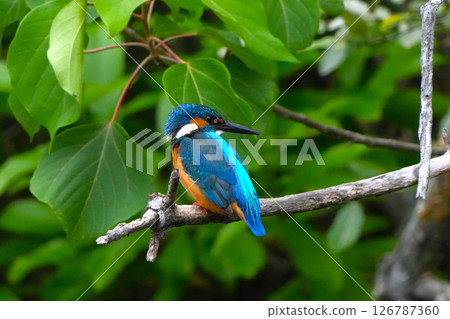 Kingfisher 126787360