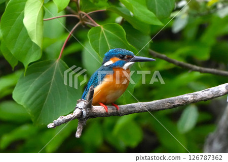 翠鳥 翠鳥 126787362