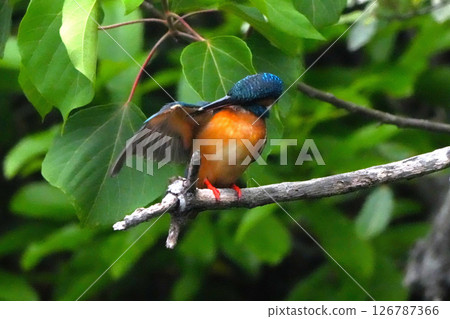 Kingfisher Kingfisher 126787366