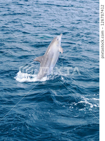 Scenery of bottlenose dolphins in Amakusa Scenery of bottlenose dolphins in Amakusa 126787412