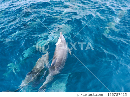 天草的寬吻海豚風景 126787415