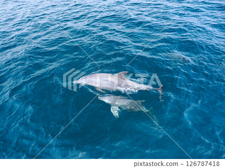Scenery of bottlenose dolphins in Amakusa Scenery of bottlenose dolphins in Amakusa 126787418