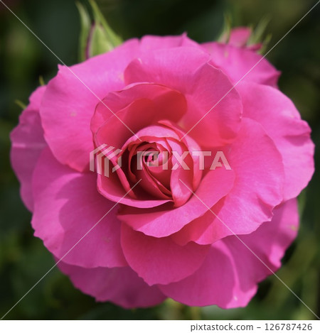 Beautiful shining pink rose close-up Beautiful shining pink rose close-up 126787426