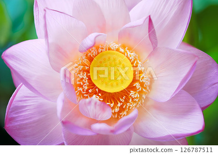 Pink lotus flower blooming on a summer morning with a round yellow thalasso Pink lotus flower blooming on a summer morning with a round yellow thalasso 126787511