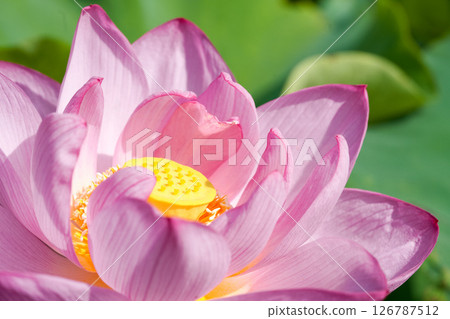 Pink lotus flower blooming on a summer morning, with the yellow thalamus peeking through Pink lotus flower blooming on a summer morning, with the yellow thalamus peeking through 126787512