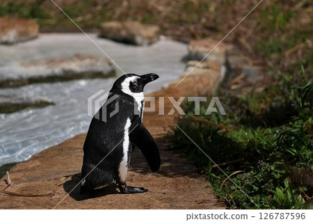 陸地上的開普企鵝 126787596