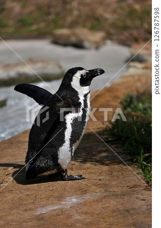 企鵝側臥,鰭狀肢張開 企鵝側臥,鰭狀肢張開 126787598