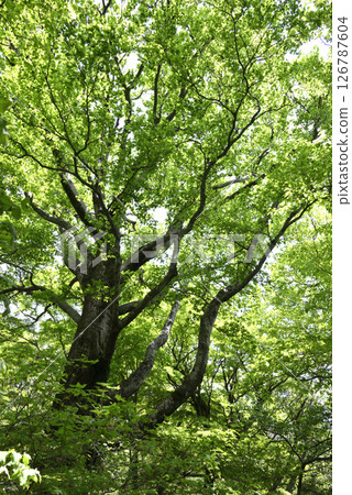 筑波山上的山毛櫸樹 126787604