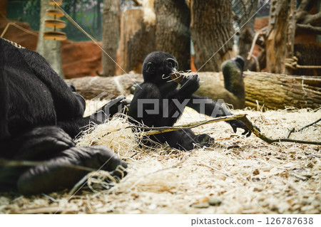 Gorilla Mom Raising Her Baby  126787638