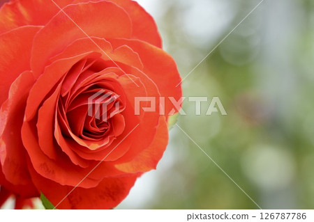 迷人的紅玫瑰特寫散景背景 126787786