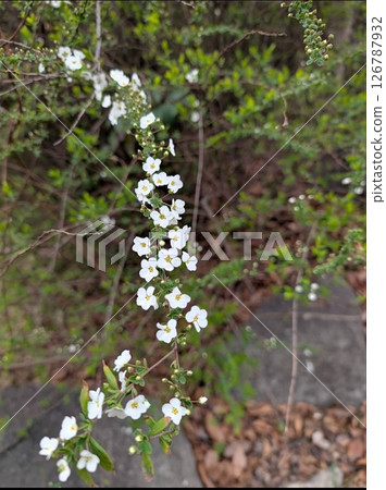  白花 126787932