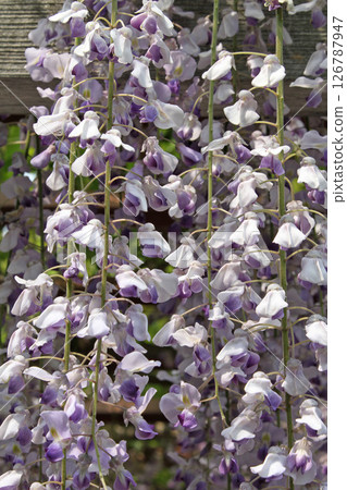 Wisteria wisteria wisteria flower wisteria shelf Wisteria wisteria wisteria flower wisteria shelf 126787947