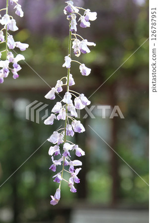 Wisteria wisteria wisteria flower wisteria shelf 126787951