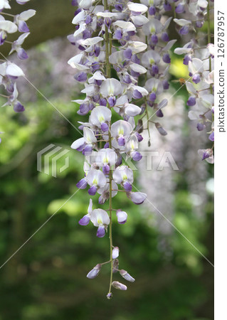 Wisteria wisteria wisteria flower wisteria shelf Wisteria wisteria wisteria flower wisteria shelf 126787957