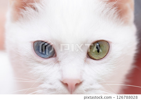 鴛鴦眼白貓 126788028