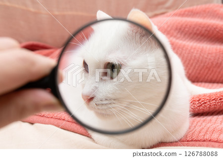Magnifying the cat's face with a magnifying glass 126788088