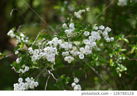 Shimimibana 126788128