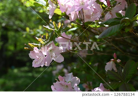Kurobuna azalea Kurobuna azalea 126788134