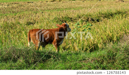 A young brown and white calf in a rice field in Southeast Asia on a sunny afternoon. A tropical rural landscape, perfect for agriculture, farm and Eid al-Adha celebrations. 126788143