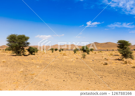 Desert landscape with scattered trees and hills in the Sahara, Morocco Desert landscape with scattered trees and hills in the Sahara, Morocco 126788166