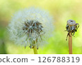 蓬鬆的蒲公英 126788319
