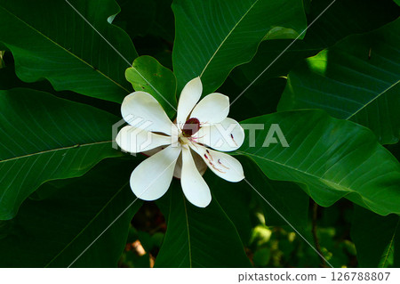 Magnolia flowers in the Jomon forest at Goshono Ruins Park in Ichinohe, Iwate Prefecture 126788807