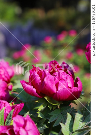 Peony flowers blooming in the spring sunshine 126789101