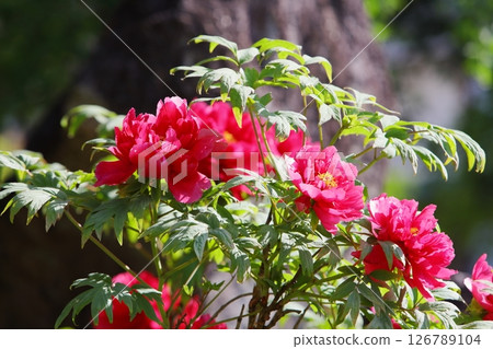 Red peony in full bloom 126789104