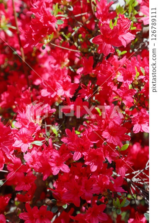 Colorful red azaleas in full bloom Colorful red azaleas in full bloom 126789111