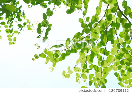 Fresh green katsura leaves [Sky background] 126789112